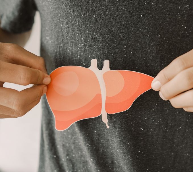 Le foie : un organe indispensable