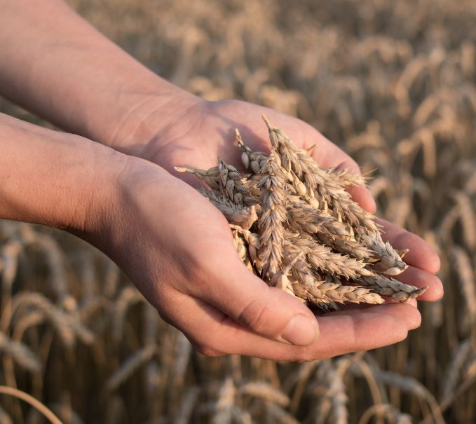 Peau déshydratée : l’extrait de grains de blé, riche en céramides