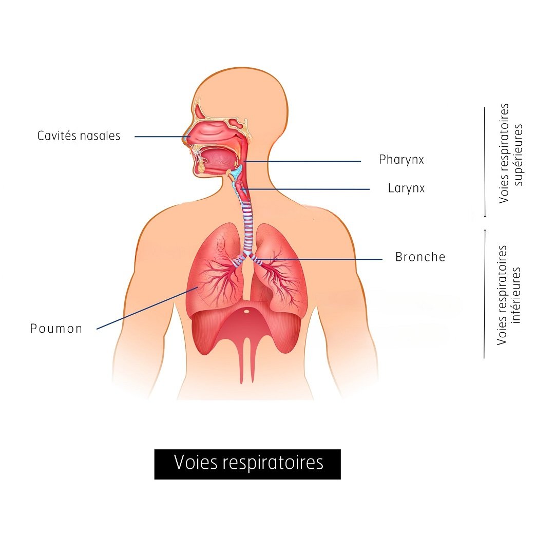 Puressentiel Respiratoire Toux Sèche Ou Grasse - 24 Comprimés à Sucer - Neuf